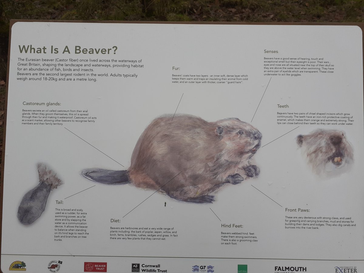 Caradon Academy tweet media