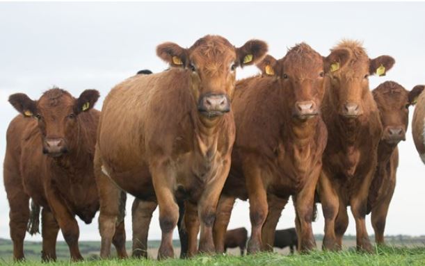Join Towcester Farm Vets and AHDB Beef &amp; Lamb on 30 Jan to discuss maximising the potential of replacement heifers and suckler fertility through breeding and selection: bit.ly/3Wgx6Mn
#MaternalMatters, <a href="/BraunstonBeef/">Tim Phipps</a> <a href="/TowFarmVets/">Towcester Farm Vets</a> <a href="/StabiliserBeef/">Stabiliser Cattle Co</a>
