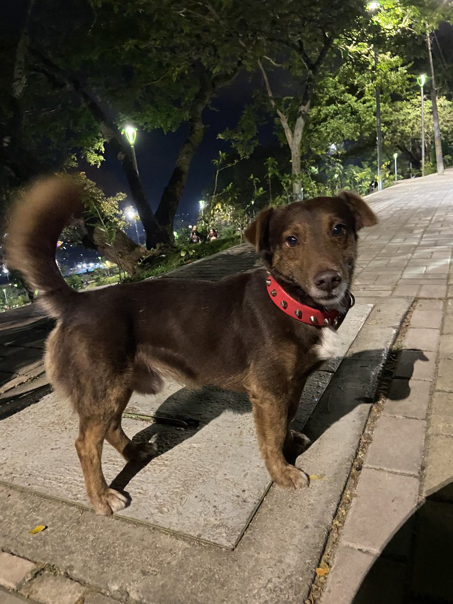 Gente este perrito está en el nuevo parque detrás de Neomundo, ese collar que lleva no tiene placa pero anda solito, desorientado, por favor ayudar a difundir