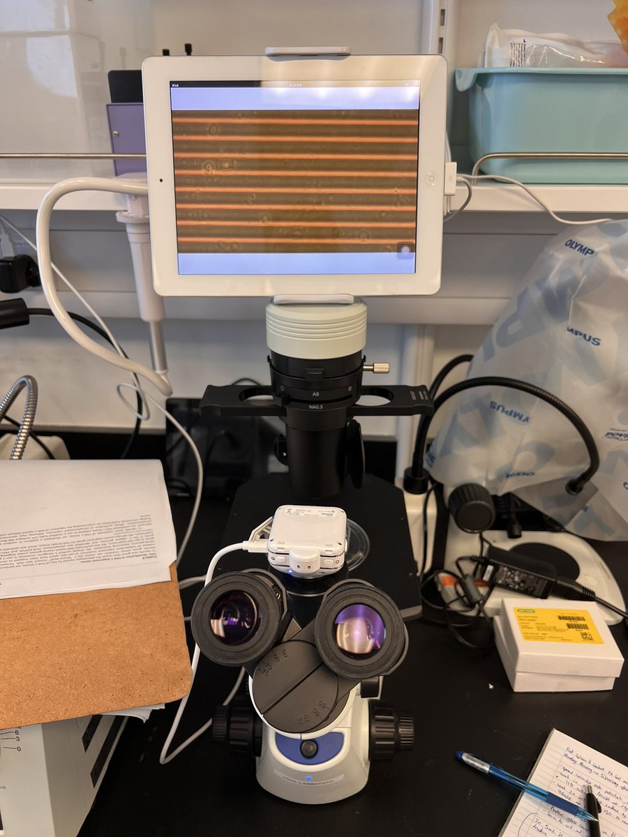 Sylvain GABRIELE (@gabrielesylvain) on Twitter photo Back to the bench this morning at <a href="/MBIsg/">Mechanobiology Institute</a> Singapore with <a href="/LucianoMarine1/">Luciano Marine</a> and on the first day the Hirashima’s lab <a href="/hirashima0203/">Tsuyoshi Hirashima</a> has beautiful wavy hydrogels 👏🏻🔬 Back to the bench this morning at <a href="/MBIsg/">Mechanobiology Institute</a> Singapore with <a href="/LucianoMarine1/">Luciano Marine</a> and on the first day the Hirashima’s lab <a href="/hirashima0203/">Tsuyoshi Hirashima</a> has beautiful wavy hydrogels 👏🏻🔬