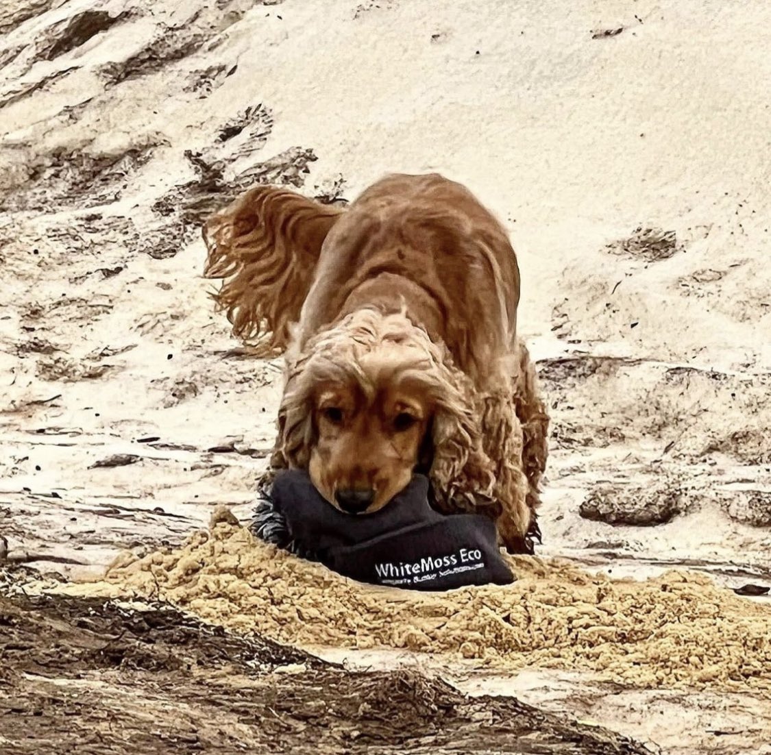 Whitemoss Eco - Innovative Golf Course Solutions. tweet media