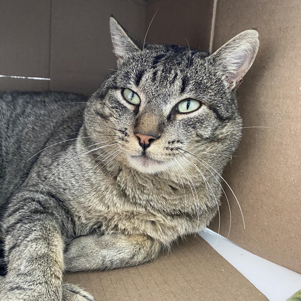 RoiceHurst's tweet image. Mister's main goal in life is to chill. 😴 Most of the time, you'll find him curled up inside his cozy box snoozing the day away, but he'll emerge for some catnip, clicker training, ear scratches, or the occasional feather toy. Stop by the shelter to meet this sleepyhead! ❤