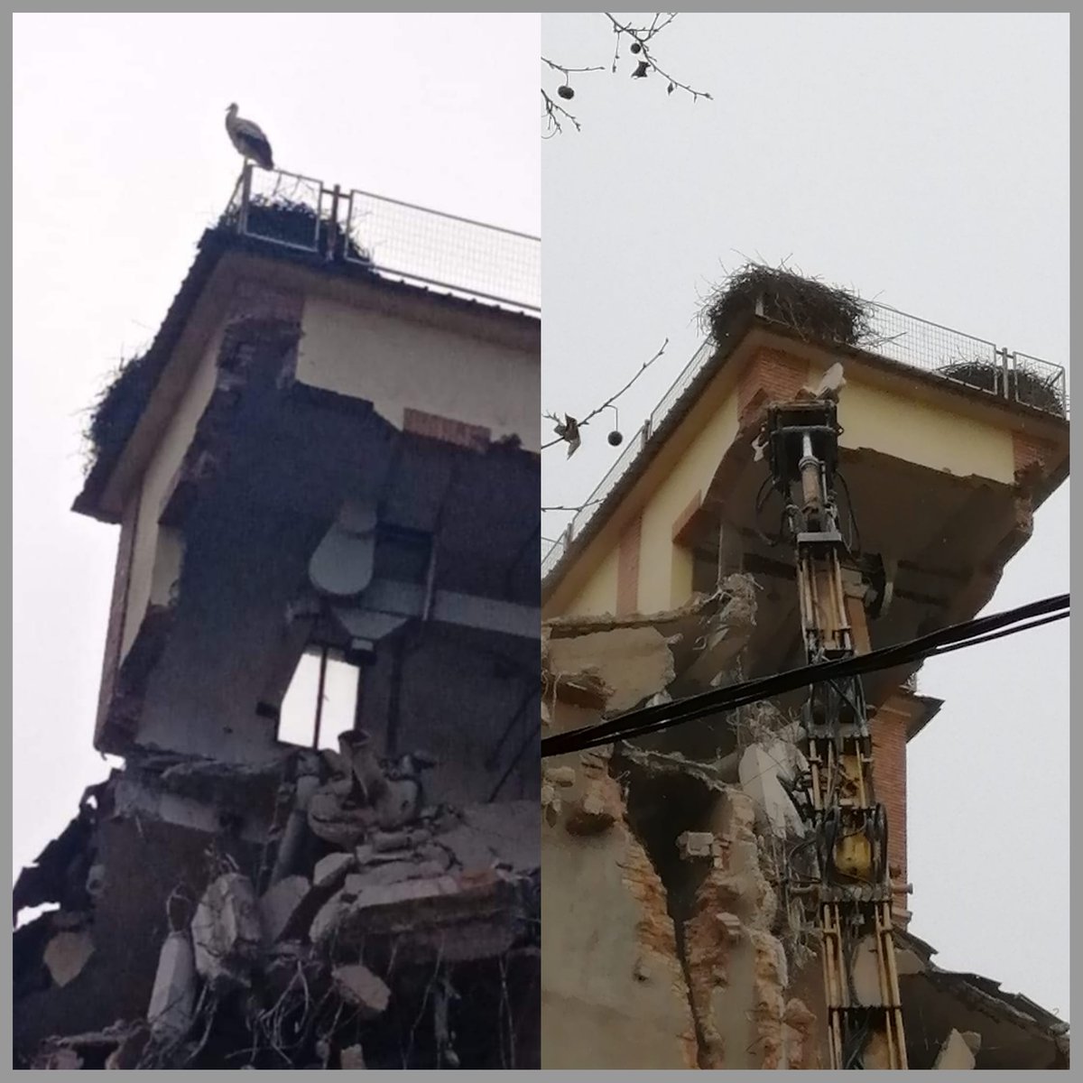 pardinyal's tweet photo. @pardinyes @paerialleida @MiquelPueyo @antonipostius @minutron @accioclimatica @perearagones @SEGREcom @LaManyanacat @Ipcena_EdC @comudelleida @AmigosCegonas @informativost5 @A3Noticias @SERLleida @europapress @generalitat @veinspardinyes @elmundoes @larazon_es Destrueixen els nius de les cigonyes a l'enderrocar les sitges de Pardinyes. La Generalitat obligava a traslladar-los i l'alcalde Miquel Pueyo diu que es compleix fil per randa el que diu el Govern. En què quedem? https://t.co/jKHpfg8zcf