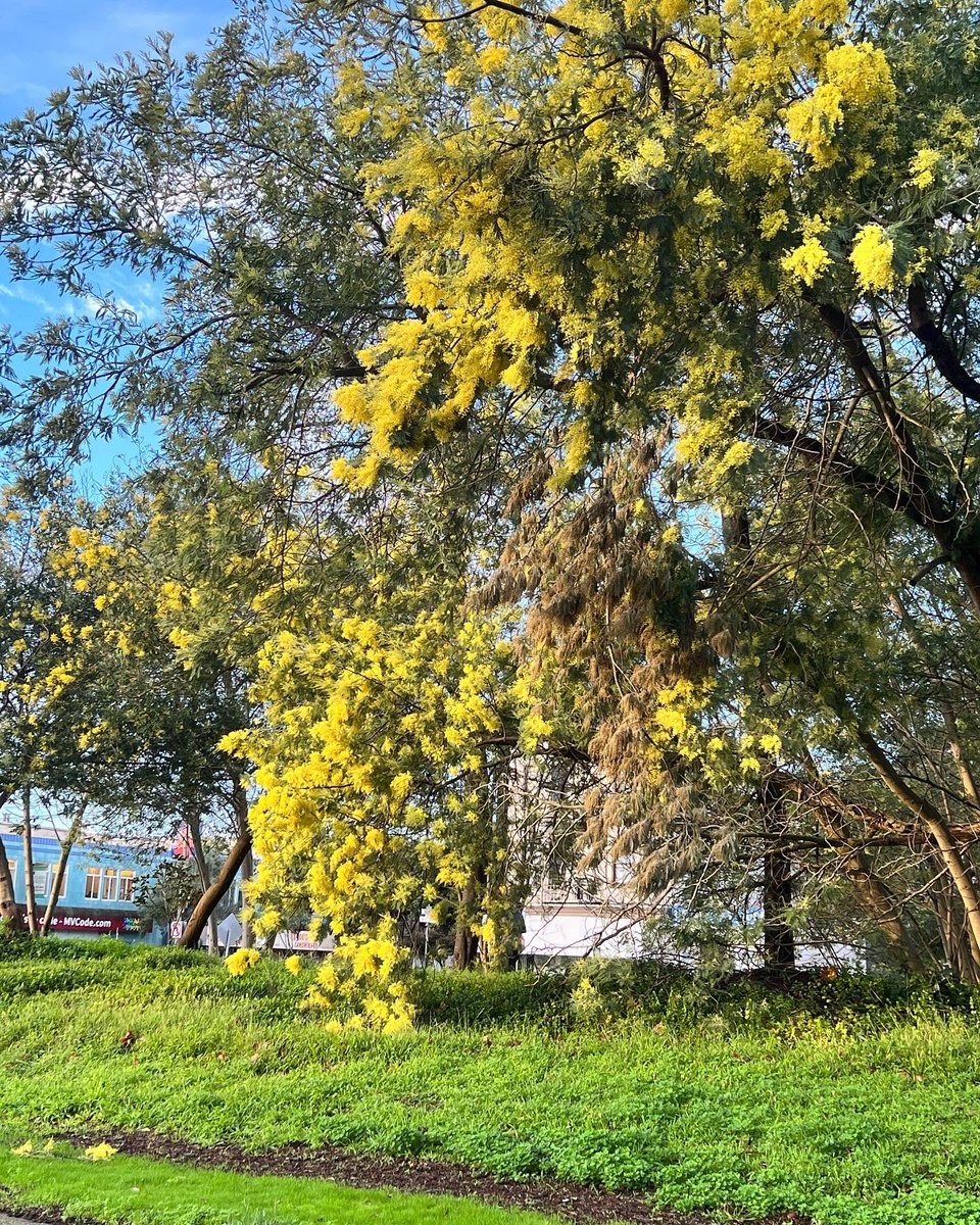 PheoSurgeon's tweet image. Adorable homes and beautiful blooms after the rains in #SanFrancisco  #InnerSunset @Jasosamd
