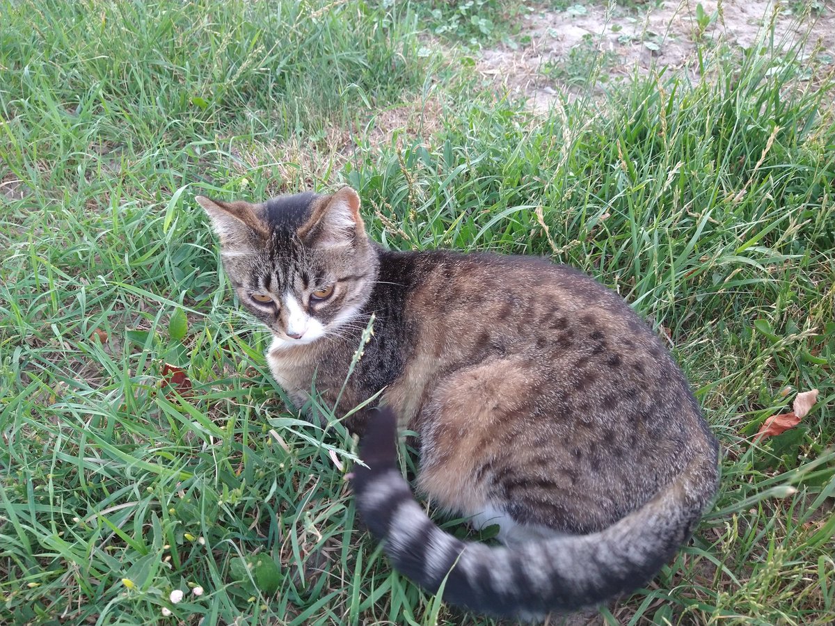 Tiger, you have my vote! Please help her be the next America's Favorite Pet! She's been through a lot. A few months ago, a crazy psycho shot her twice in the leg! Now she's recovering from injuries.

(Link in comments)

#Cat #CatsofTwittter #cats #CatsLover