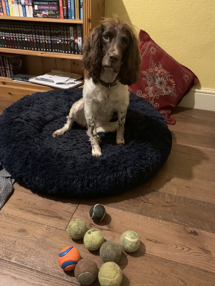 SophieHMorgan's tweet image. Tell me you have an addiction without telling me you have an addiction. #spanielproblems