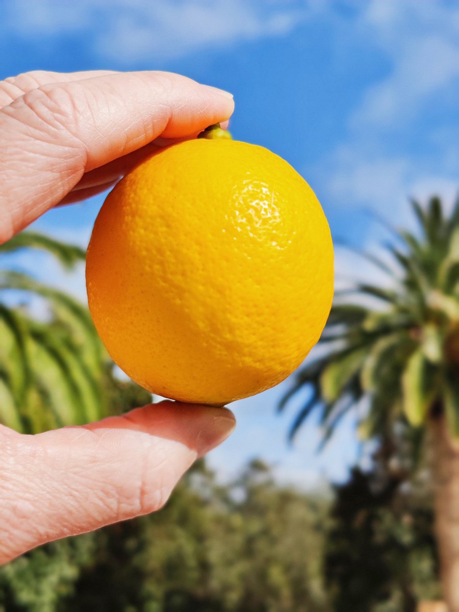 Just pick this delicious perfect symmetrical lemon from the tree.

It's actually a little bit of a small one compared to the others on the tree but it's perfect for todays lunch.