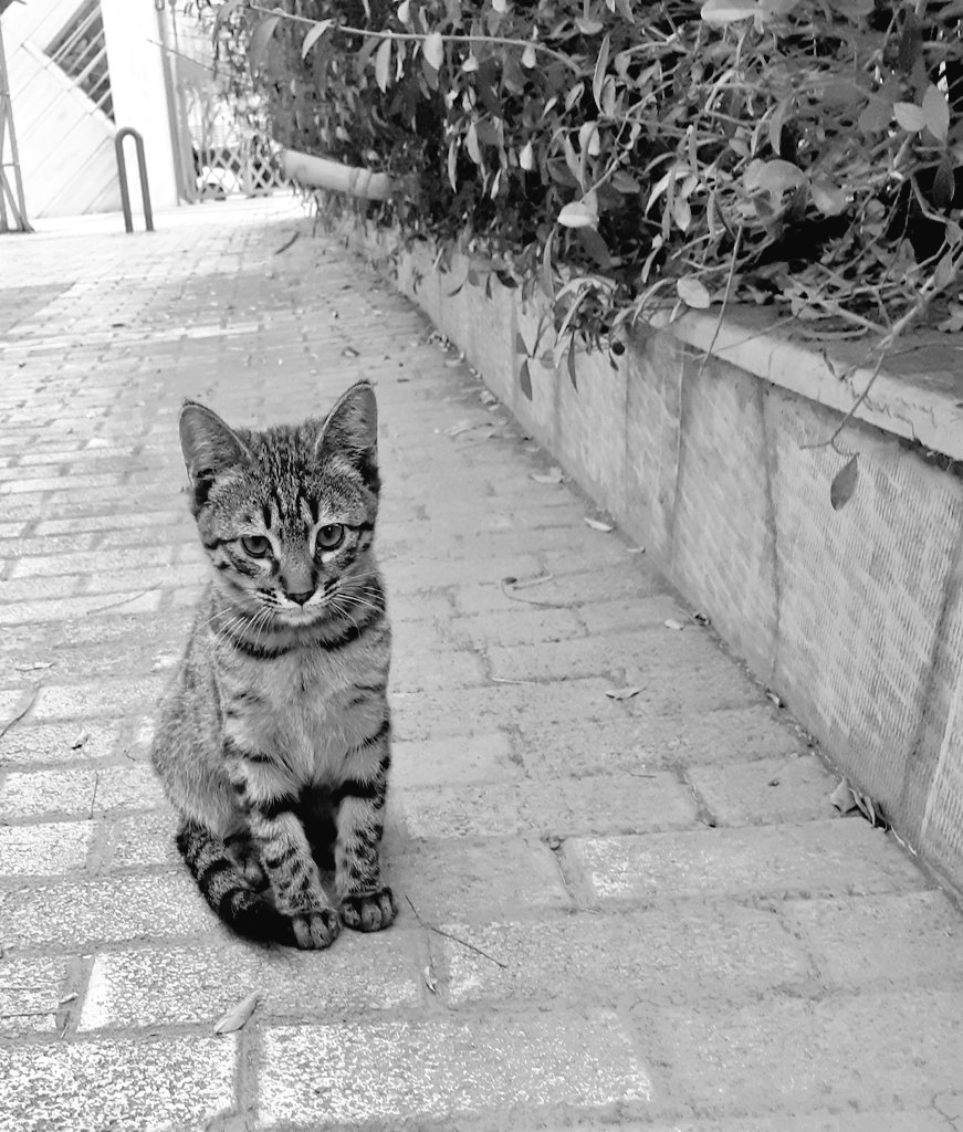Parsavakil's tweet photo. Ma Mood these days... https://t.co/9kfimRRKPh