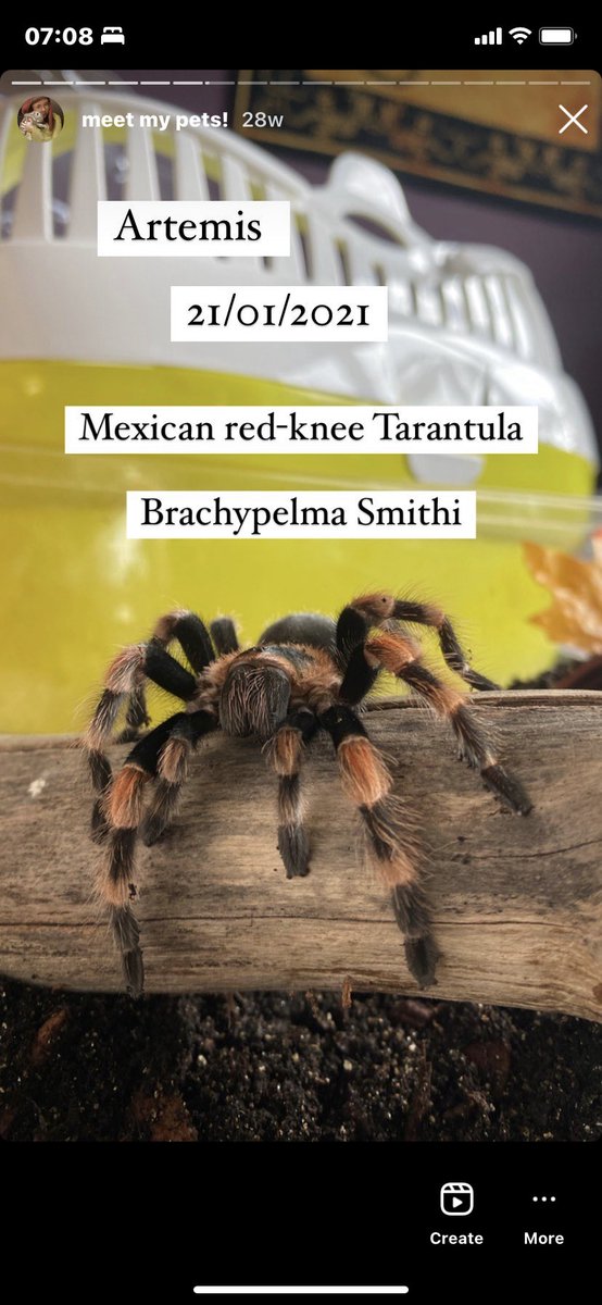 broomst1cks's tweet photo. just showed the guy at the o2 checking our tickets this photo instead of the screenshot &amp; i go “oops that’s a spider” i want to die https://t.co/Tkc4ZL6u5a