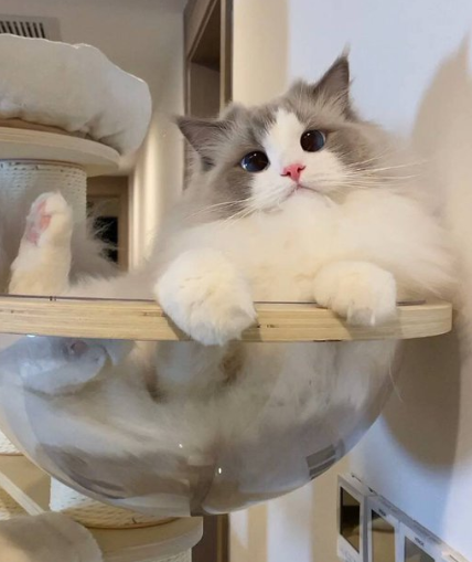 MapleHelpless tweet picture