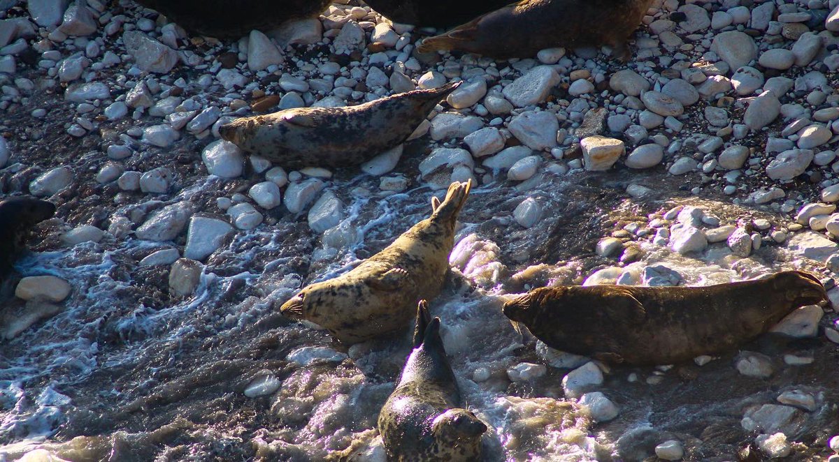 YorksPhoto's tweet image. Some chonky boys at Flamborough @DiscoverCoast @HelloYorkshire @LoveNorthYorks1 #seals #NorthYorkshire #Yorkshire #wildlifephotography