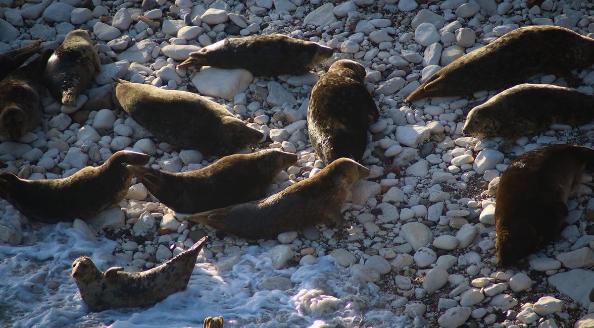 YorksPhoto's tweet image. Some chonky boys at Flamborough @DiscoverCoast @HelloYorkshire @LoveNorthYorks1 #seals #NorthYorkshire #Yorkshire #wildlifephotography