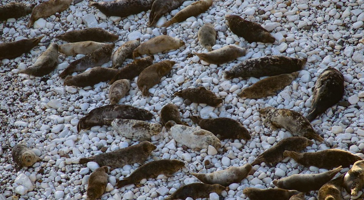 YorksPhoto's tweet image. Some chonky boys at Flamborough @DiscoverCoast @HelloYorkshire @LoveNorthYorks1 #seals #NorthYorkshire #Yorkshire #wildlifephotography