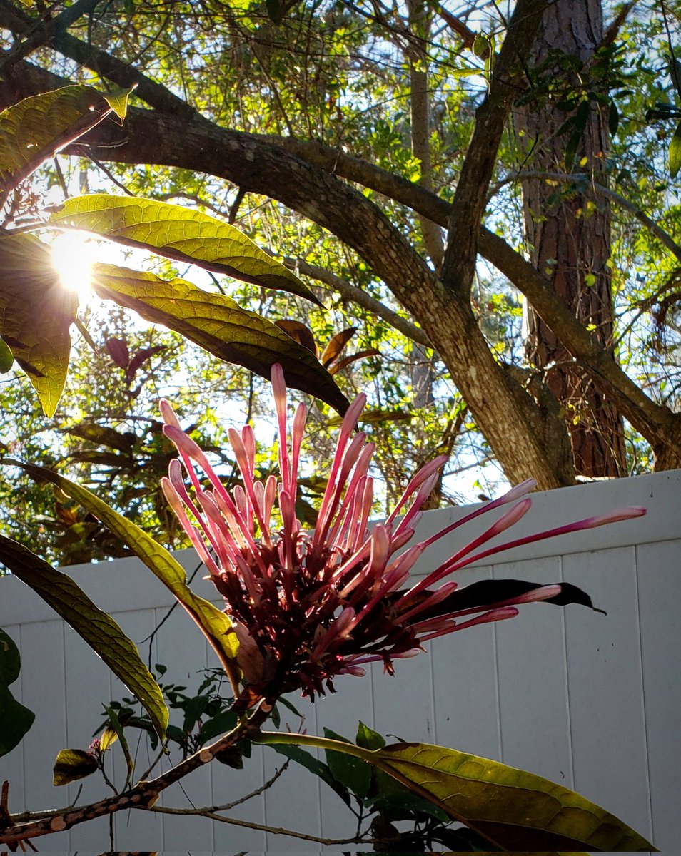 Starburst tree is getting ready to bloom 🌟 
#clerodendrum #swfl #gardening #floridagardening #floweringtrees