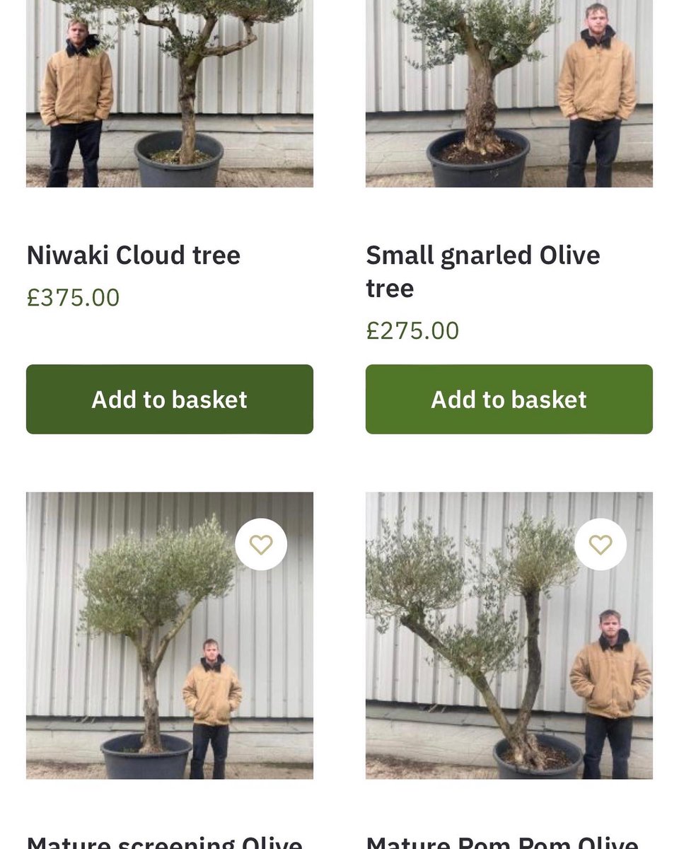 We need to make space for the new season &amp; our spring deliveries so we are reluctantly clearing some trees at virtually cost price.
Buyer collects, you will need a trailer or large truck. We will of course help with loading. thenorfolkolivetreecompany.co.uk/product-catego…