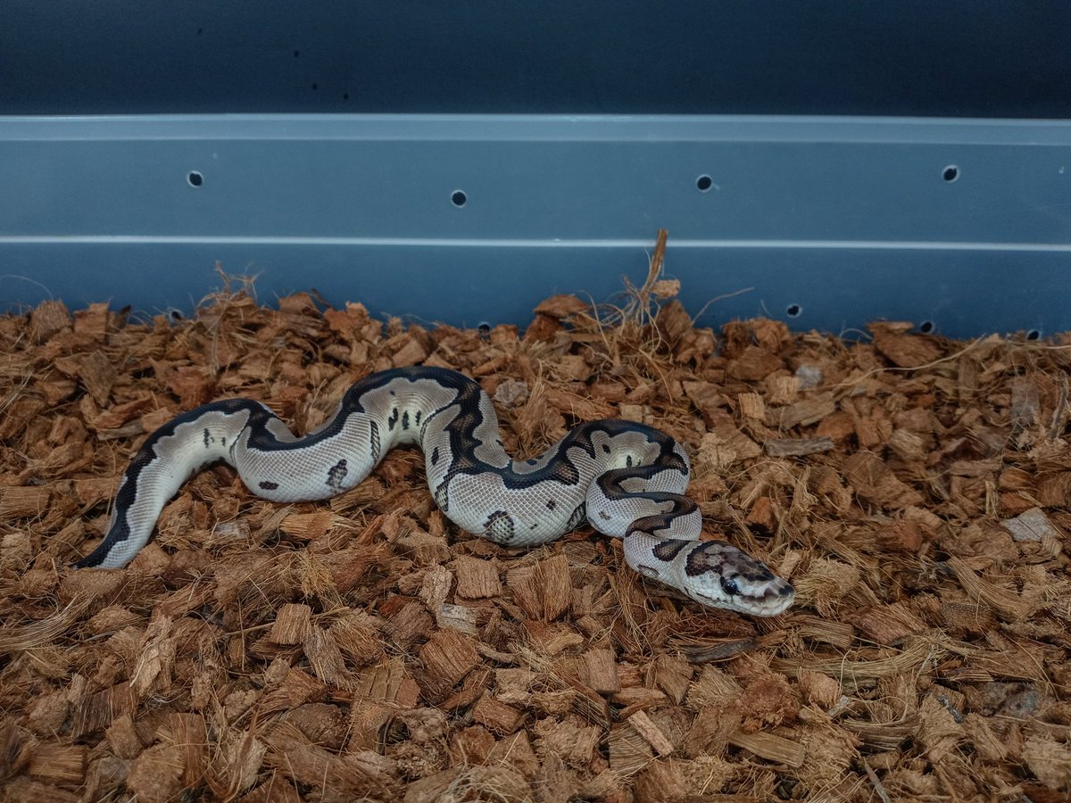 Female Vpi Axanthic Clown looking sharp