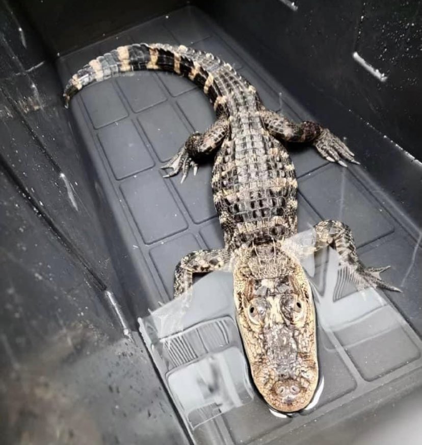 KeeleyFox29's tweet photo. LOOK what a New Jersey homeowner found left in a plastic tub next to his home late last night.    Search on for whoever abandoned this alligator out in freezing cold.   SPCA says “a good Samaritan called it in after discovering the container  next to his home.” 1/2 @FOX29philly https://t.co/i7wikHBStg