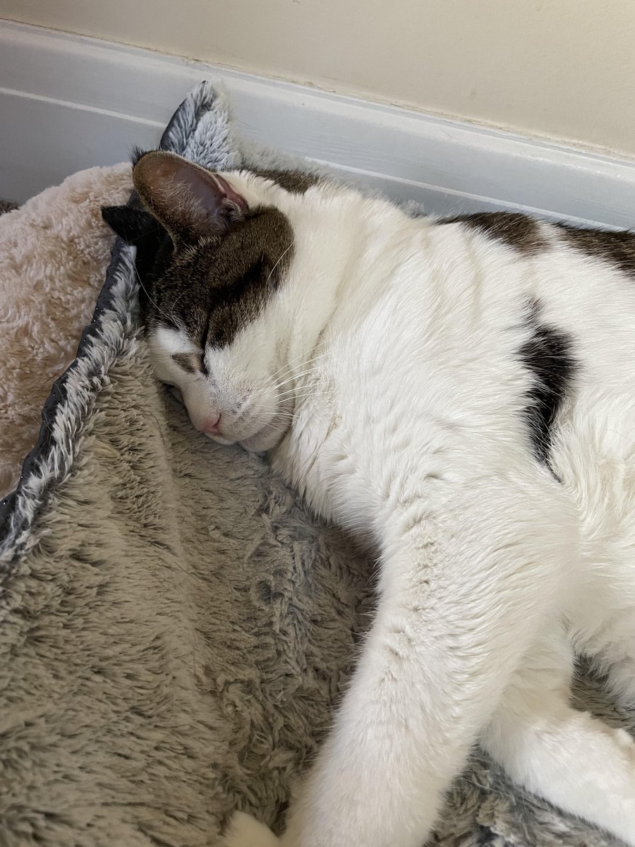 Michael's Cat tweet media