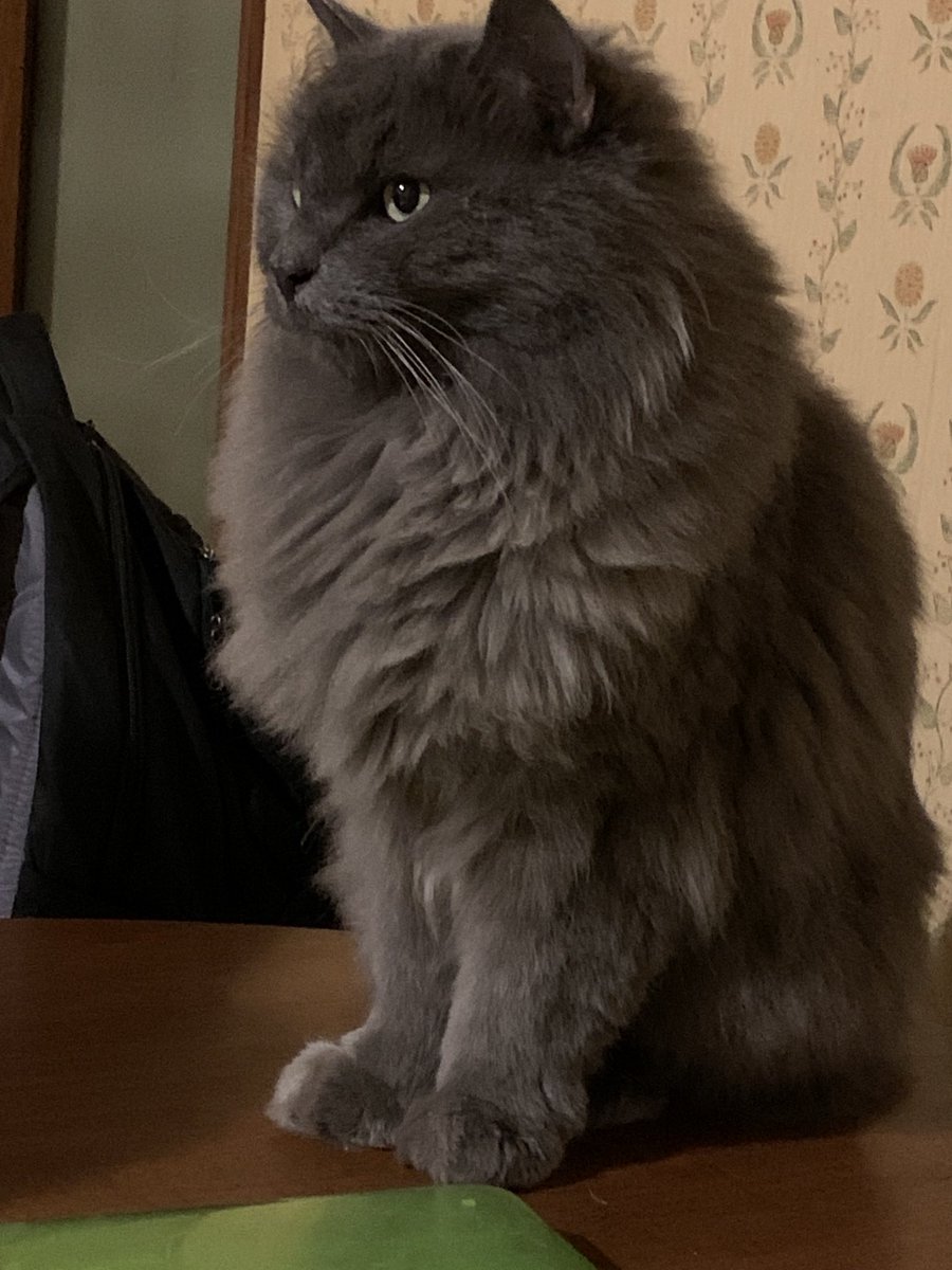 AkabeeBarbie's tweet photo. Good morning Purrs furriends, our mamma is asking can you plz 🙏 fur us, we is Bess &amp; Zola ( Mr gray kitty) send us warm hugs and 🐾🐾🐾of ❤️we are not feeling good! 
Thk mews 🐾🙏❤️
#furriends
#besszola 
#warmhugs
#prayfurus https://t.co/APHtJPw6fZ