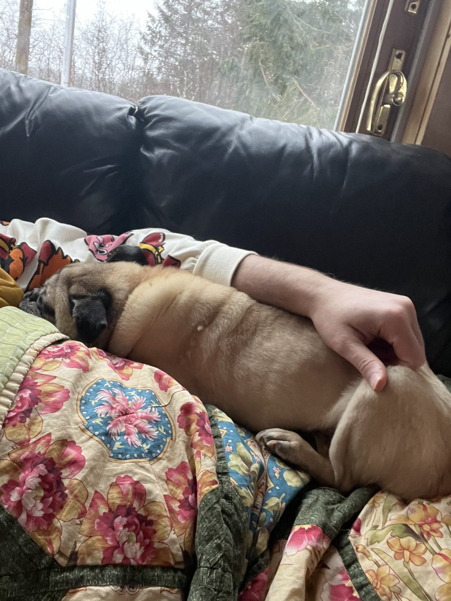 BobVannStarr's tweet photo. Relaxing day at home means a happy pug. Have a good MLK day everyone! #WritingCommunity #ArtistOnTwitter https://t.co/bqa6bN30sT