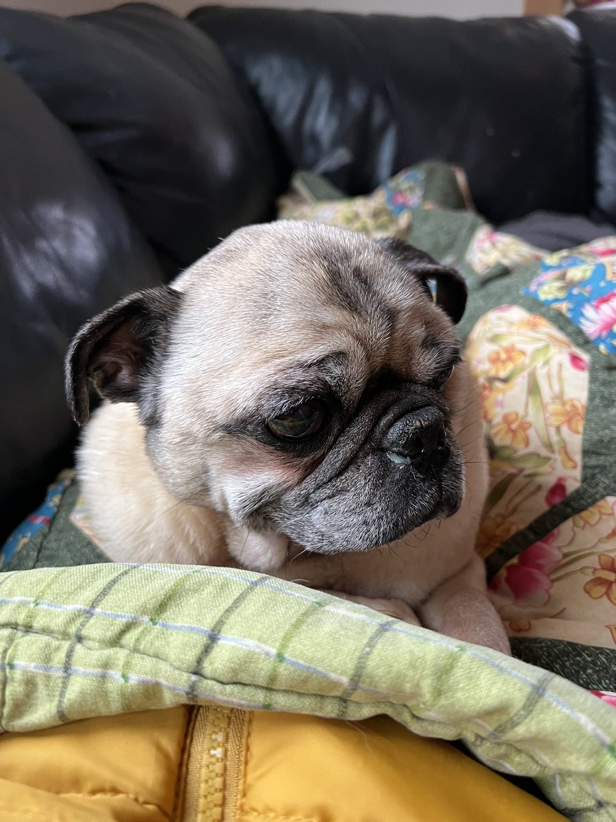 BobVannStarr's tweet photo. Relaxing day at home means a happy pug. Have a good MLK day everyone! #WritingCommunity #ArtistOnTwitter https://t.co/bqa6bN30sT
