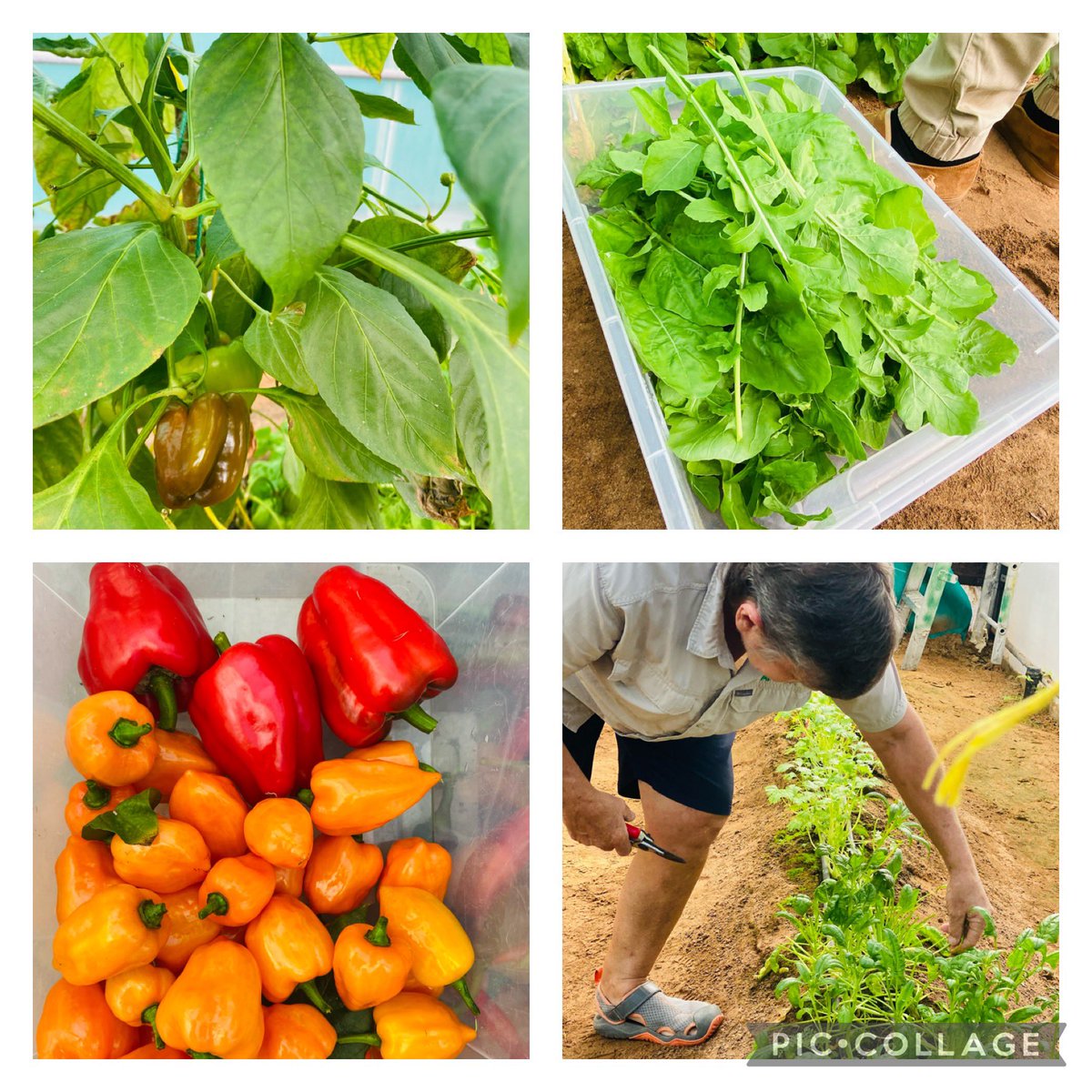 ArborSustain's tweet photo. ๐ฟ Harvest Time
in the Arbor Bio Farm ๐ฟ
Tasty proof that growing organic fruits and veges in schools is possible.
#farmtoplate #organic #eatlocal #arborbiofarm #growyourownfood #thefarmhouseatarbor #sustainableliving https://t.co/h1FXOyD2rC