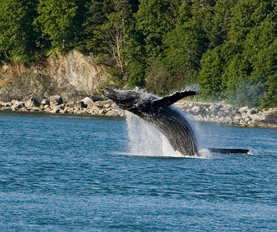 venture_ashore's tweet photo. 🗻🐋🛶🚢 Juneau, Alaska - if this place isn't on your bucket list, it should be!
Our Alaska tours for 2023 are selling fast and we can't wait to Venture Ashore with you all.

#cruising #ventureashore #juneau #alaska #cruise #shoreexcursion #travel #cityexperiences https://t.co/XiI5bfLEzl