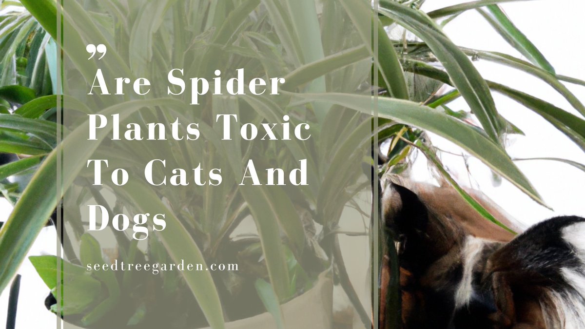 No, spider plants are not poisonous to cats and dogs. However, they may cause gastrointestinal upset if ingested in large quantities. If your pet ingests a large amount of spider plant, it may experience vomiting and diarrhea.
Read more:
seedtreegarden.com/indoor-plants/…