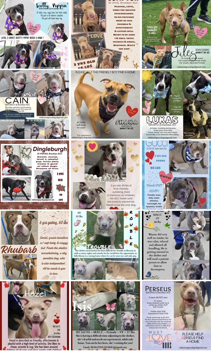 Keith Olbermann's Dogs tweet media
