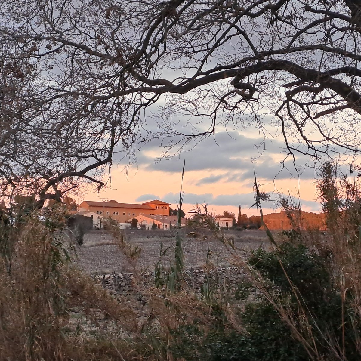 CiscuPS's tweet photo. Colors calids🟠 del capvespre al paisatge de vinya, en contrast amb l'aire fred d'hivern ❄️ #gener #poda #prunning #Subirats #Penedes https://t.co/eOZnpJyUq8