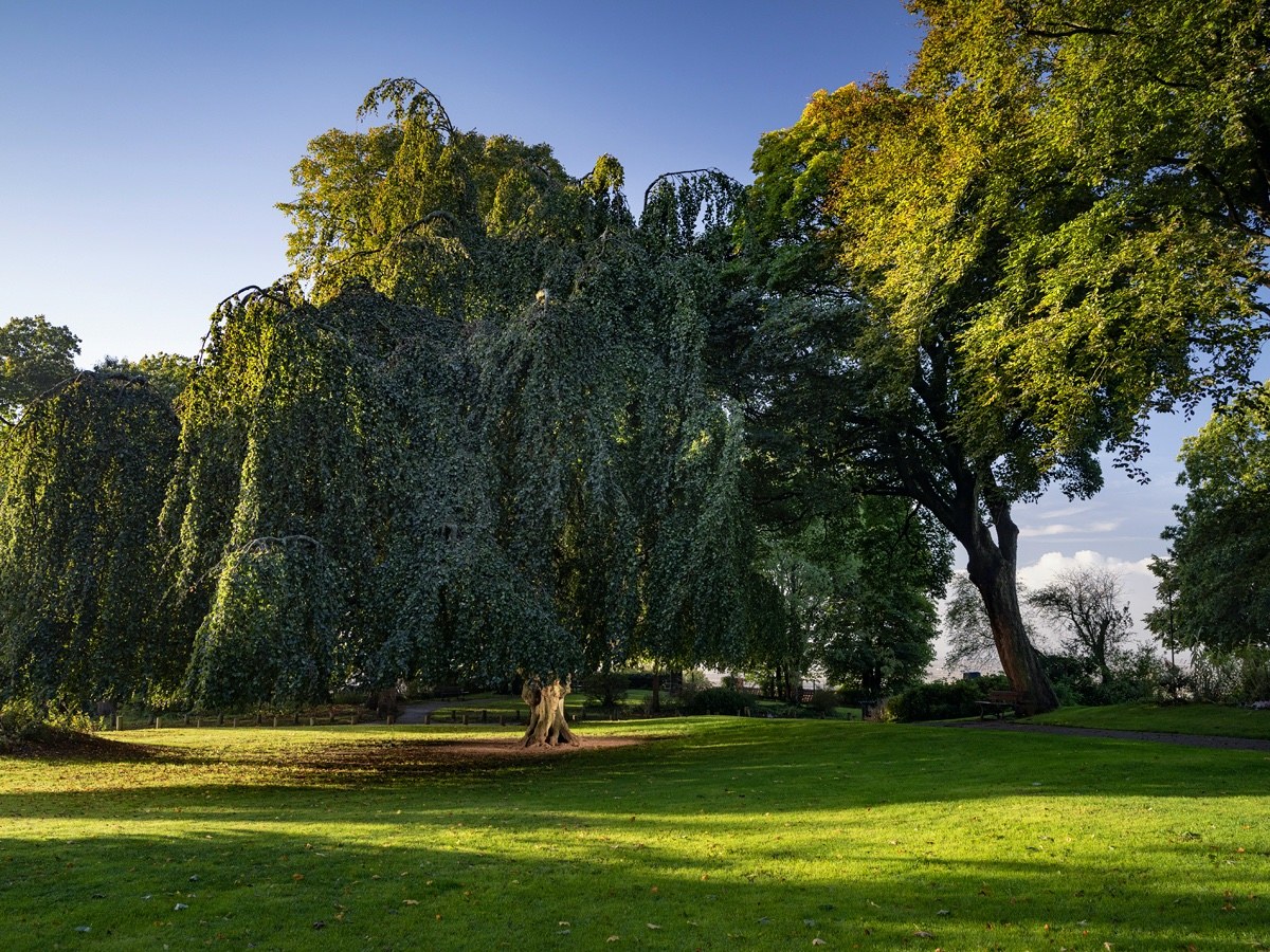 🏆Le prix du Public au concours @arbredelannee est remporté par le #hêtre pleureur des rencontres🌳 dans les @hautsdefrance, avec 5589 votes. Classé « #arbre remarquable », il aurait été planté en 1880. Il représentera la #France au concours de « l’Arbre de l’Année Européen ».