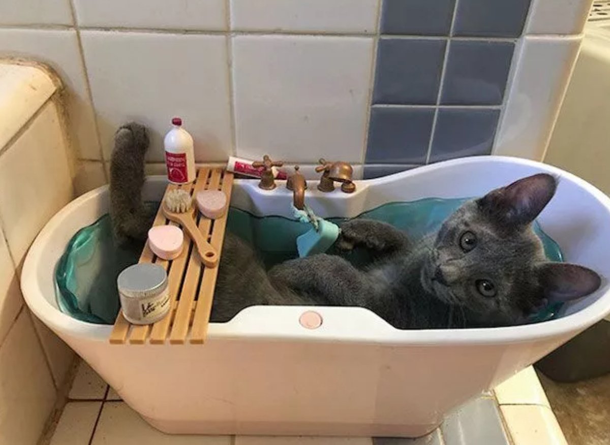 Kittens4evr tweet media