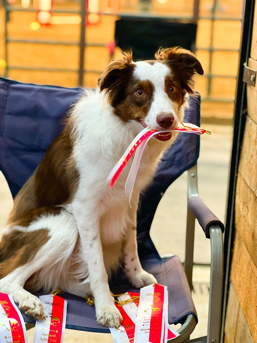 So proud of this baby duck ❤️🐾 7/10 clean runs for her debut weekend! Oh our road ahead is going to be SO fun 🤩 #bordercollie #agilitydog #sportdog #rockstar