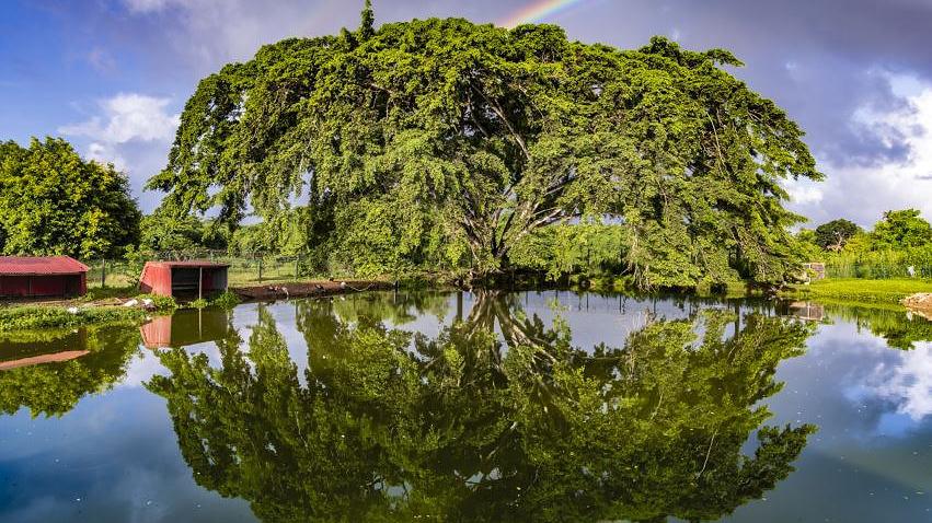 Le prix coup de cœur❤️sélectionné par <a href="/L_Arbre_Vert/">L'Arbre Vert</a> est le #ficus de Jarry en <a href="/ilesGuadeloupe/">Îles de Guadeloupe</a>. Planté en 1980, cet #arbre accompagne les #jeunes volontaires de Guadeloupe et de Saint-Martin en #formation au sein du <a href="/rsma_guadeloupe/">RSMA Guadeloupe</a>, un dispositif d’#insertion socioprofessionnelle