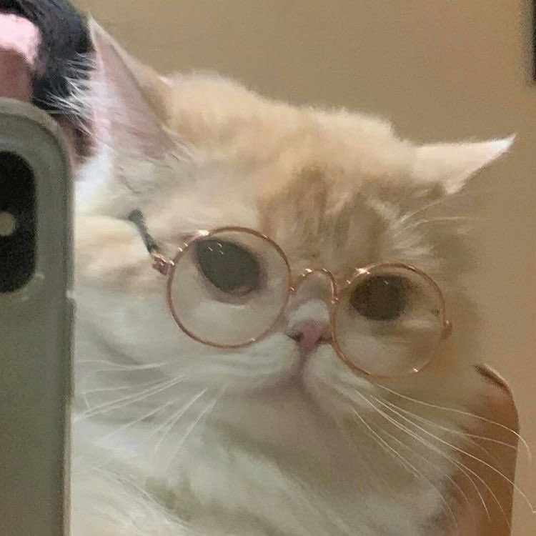 cats wearing glasses