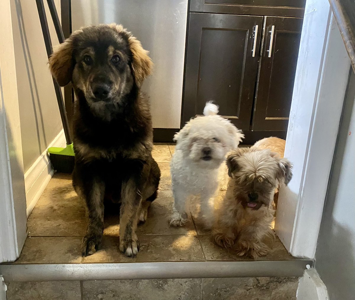 jess_wray's tweet photo. @breakfasttv Hi Cashew! We’re Ozzy, Lilly &amp; Riley 💕 https://t.co/uOSzhHrsPM