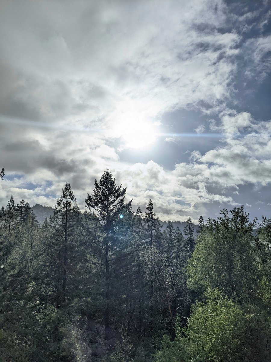 Thepitbulllady's tweet image. Getting some sunshine up here on the mountain.  Haven't seen this in a while 💛 #lompico #santacruzmountains