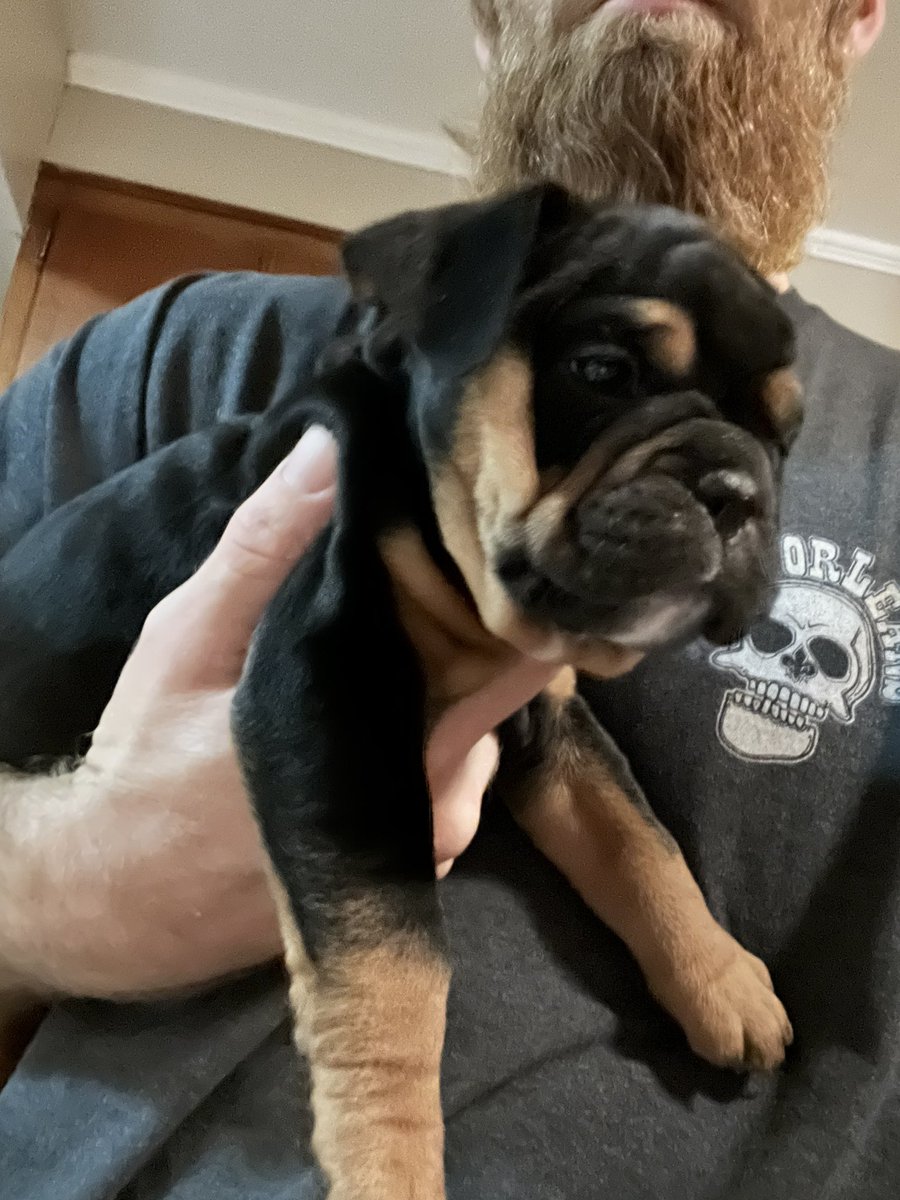 ChunkyDaBulldog's tweet photo. We’re looking for our #FUREVERHOME in time for #ValentinesDay2023 #Bulldogpuppies #Bulldogs #Bulldogsoftwitter #DogsofTwittter #puppylove #dogsarefamily #ForSale #valentinesdaygift https://t.co/oJ9Mm4CTAY