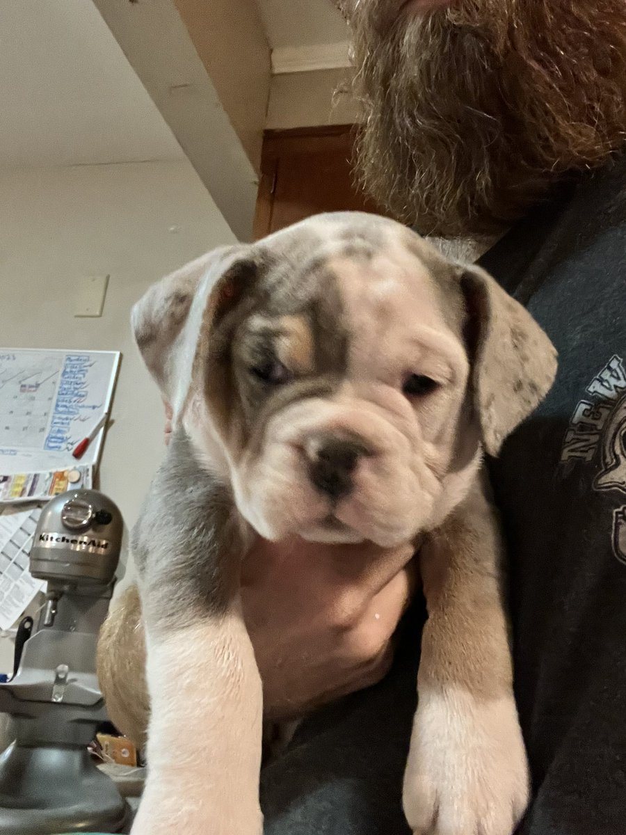 ChunkyDaBulldog's tweet photo. We’re looking for our #FUREVERHOME in time for #ValentinesDay2023 #Bulldogpuppies #Bulldogs #Bulldogsoftwitter #DogsofTwittter #puppylove #dogsarefamily #ForSale #valentinesdaygift https://t.co/oJ9Mm4CTAY