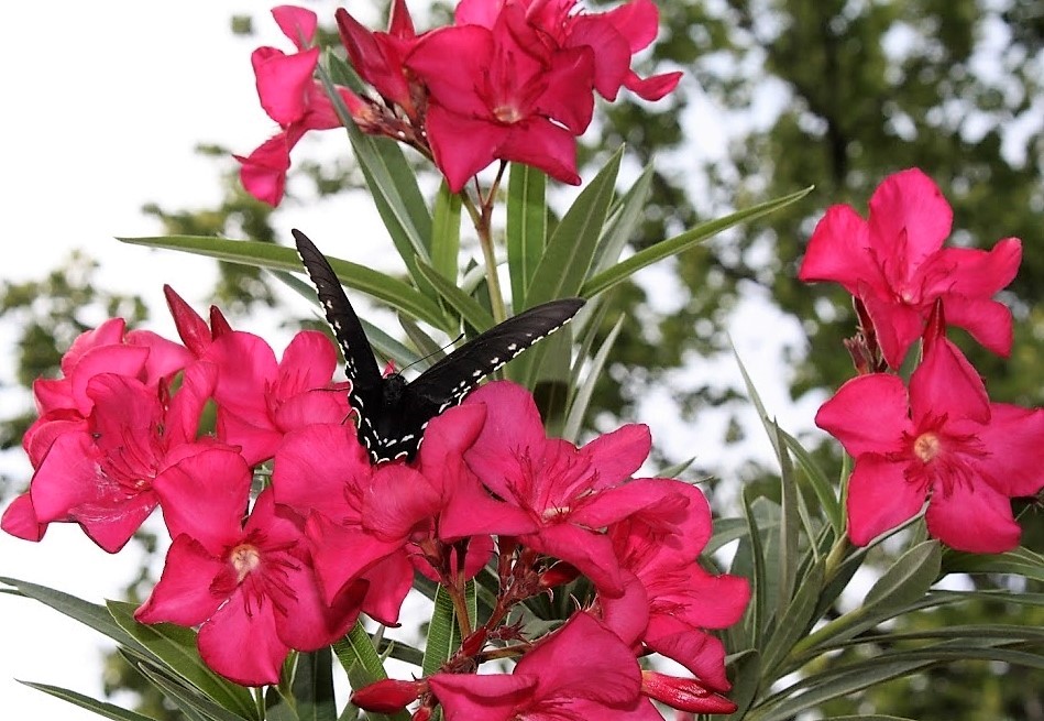 circleh_jen's tweet photo. Sunshine, Springtime... Sweet butterfly kisses! Enjoy the nature at the @lodge_circlehranch // https://t.co/5SoEY2ODu4
#butterfly #butterflies #spring #circlehranch #texas #texaslodging #hillcountry #hillcountrytx #frioriver #leakey #love #january #naturephotography #naturelover https://t.co/QEvCBiw5vJ