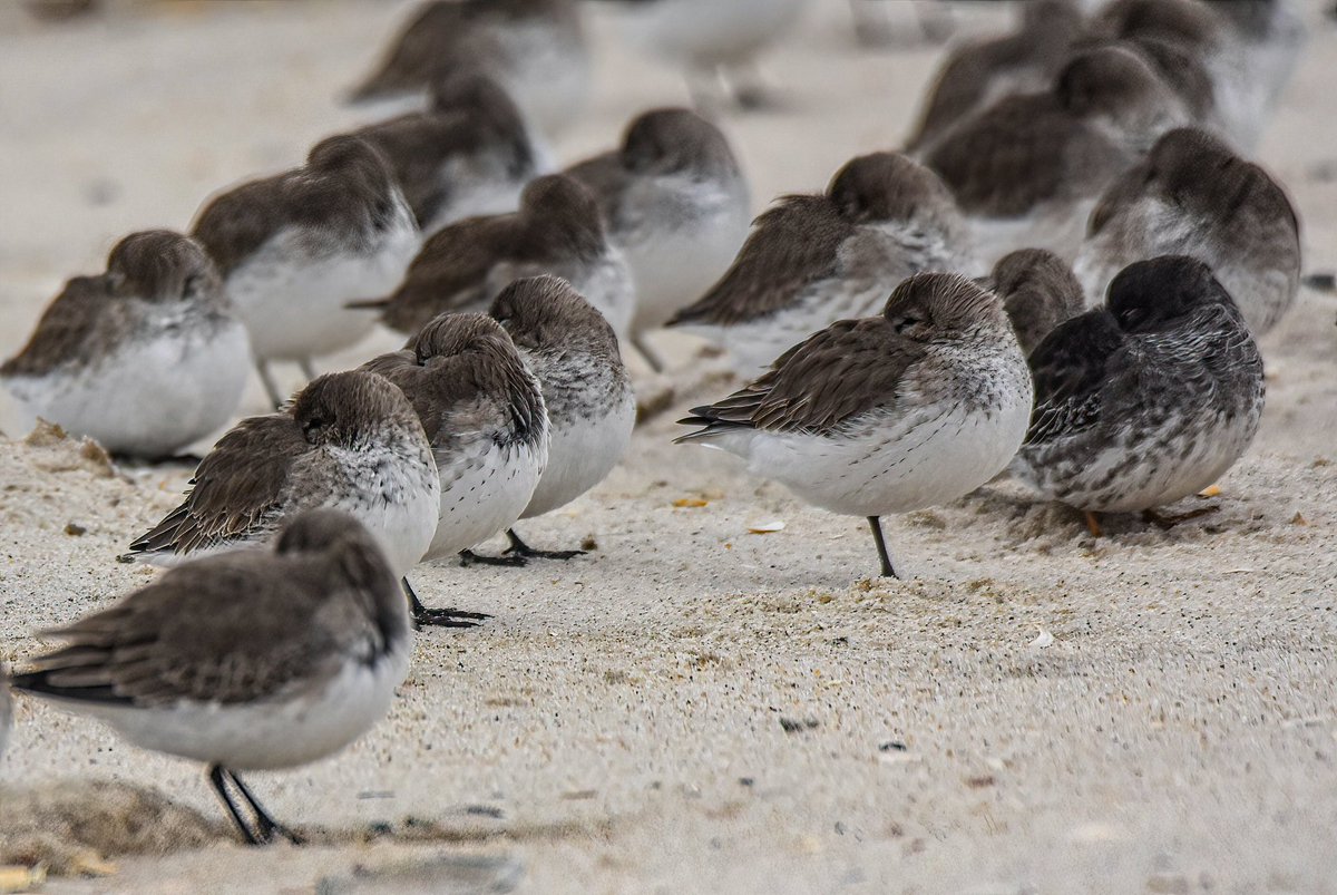 gigi_nyc's tweet photo. One of them is not like the others. Can you spot it? #birdwatching #dunlins #BirdTwitter #wildlife https://t.co/DR5Kp4PYwm