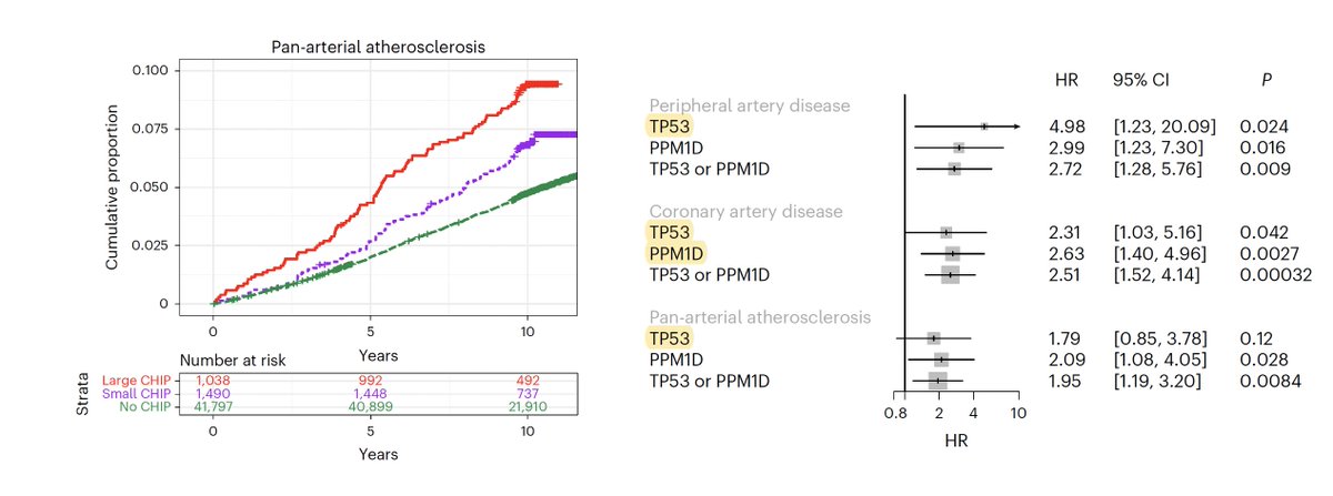 Eric Topol (@erictopol) on Twitter photo We keep ignoring somatic mutations in the blood (CHIP) as an important risk factor for atherosclerotic cardiovascular disease, cancer, and all-cause mortality. Now a mechanistic underpinning: TP53, damage repair genes, unraveled <a href="/NatureCVR/">Nature Cardiovascular Research</a> 
nature.com/articles/s4416… We keep ignoring somatic mutations in the blood (CHIP) as an important risk factor for atherosclerotic cardiovascular disease, cancer, and all-cause mortality. Now a mechanistic underpinning: TP53, damage repair genes, unraveled <a href="/NatureCVR/">Nature Cardiovascular Research</a> 
nature.com/articles/s4416…
