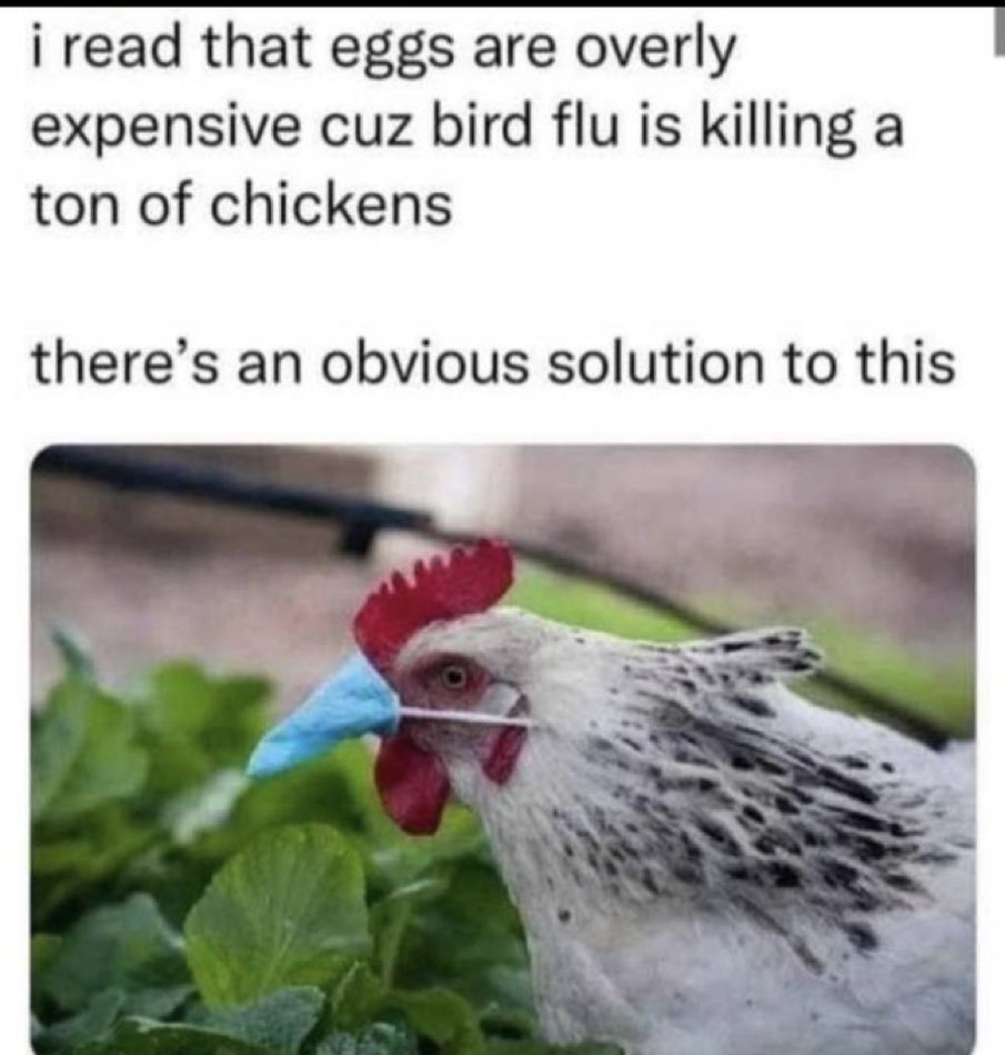 carnecarnivore's tweet image. Come on chicken farmers save your flock. 😂