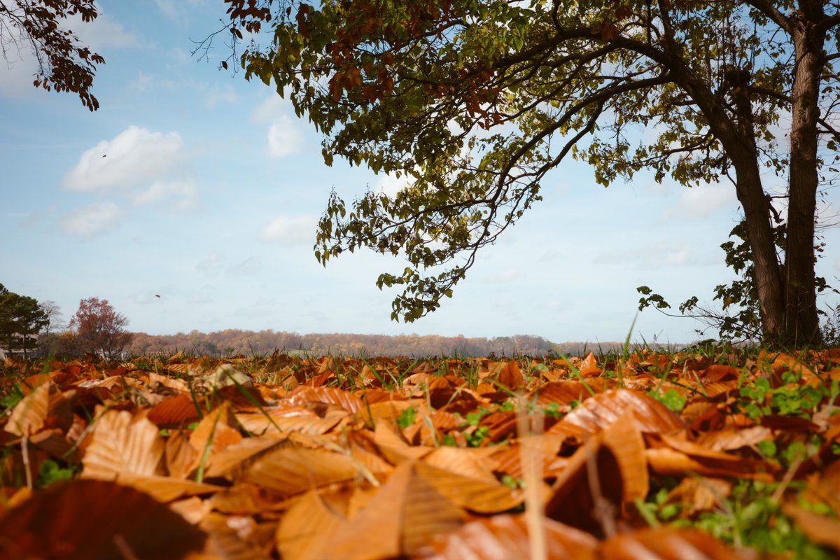 ALetifer's tweet photo. @admired_art One from back in autumn. https://t.co/96MAYAC7e7