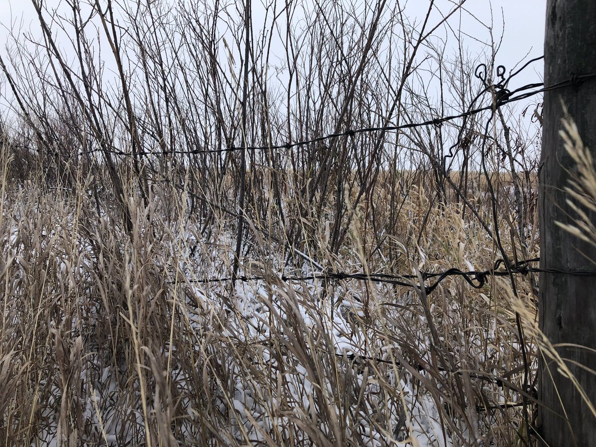 Jessy Lee Saas tweet media