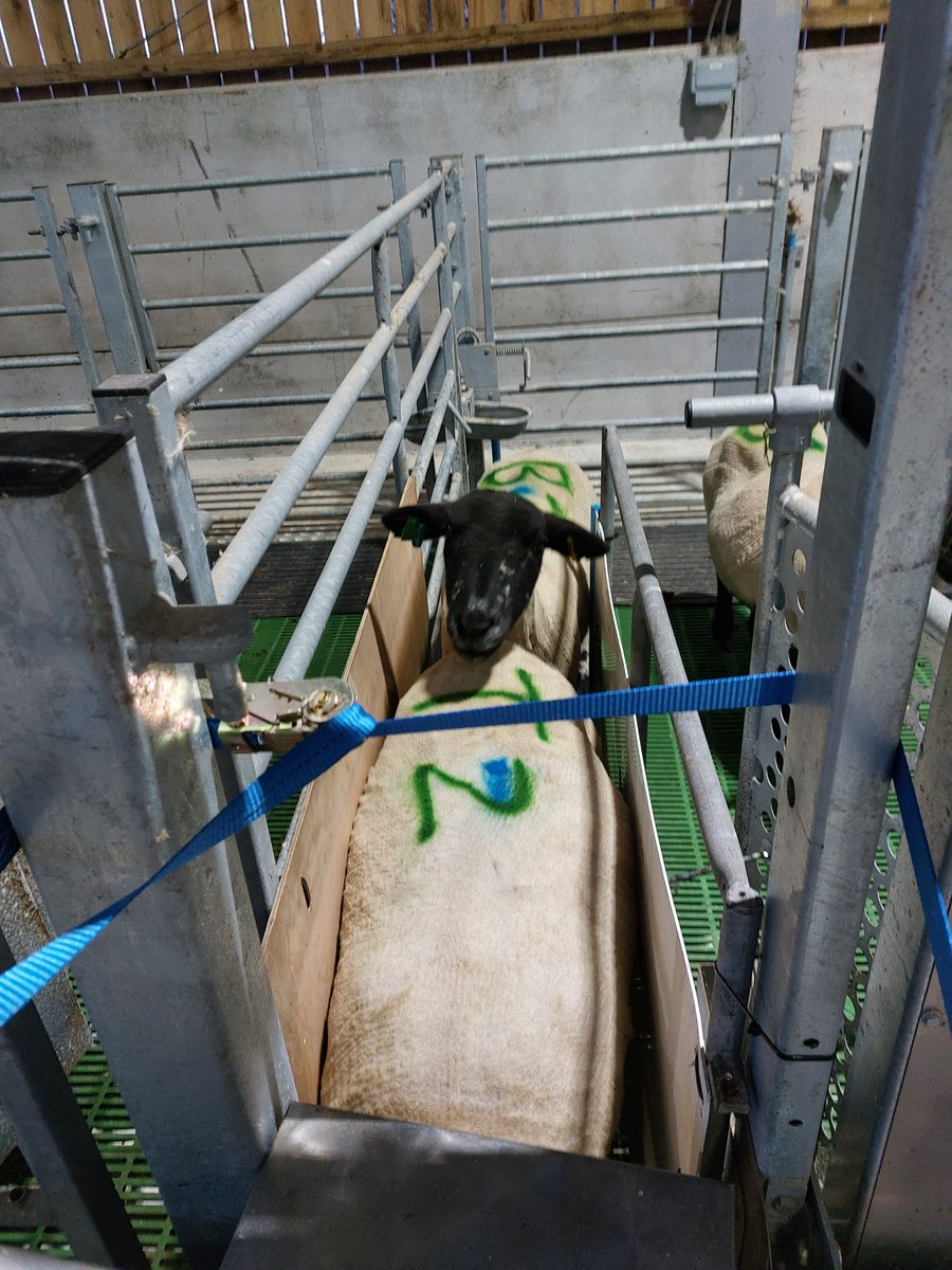 Jordana🌱🐮🐑☘ tweet media