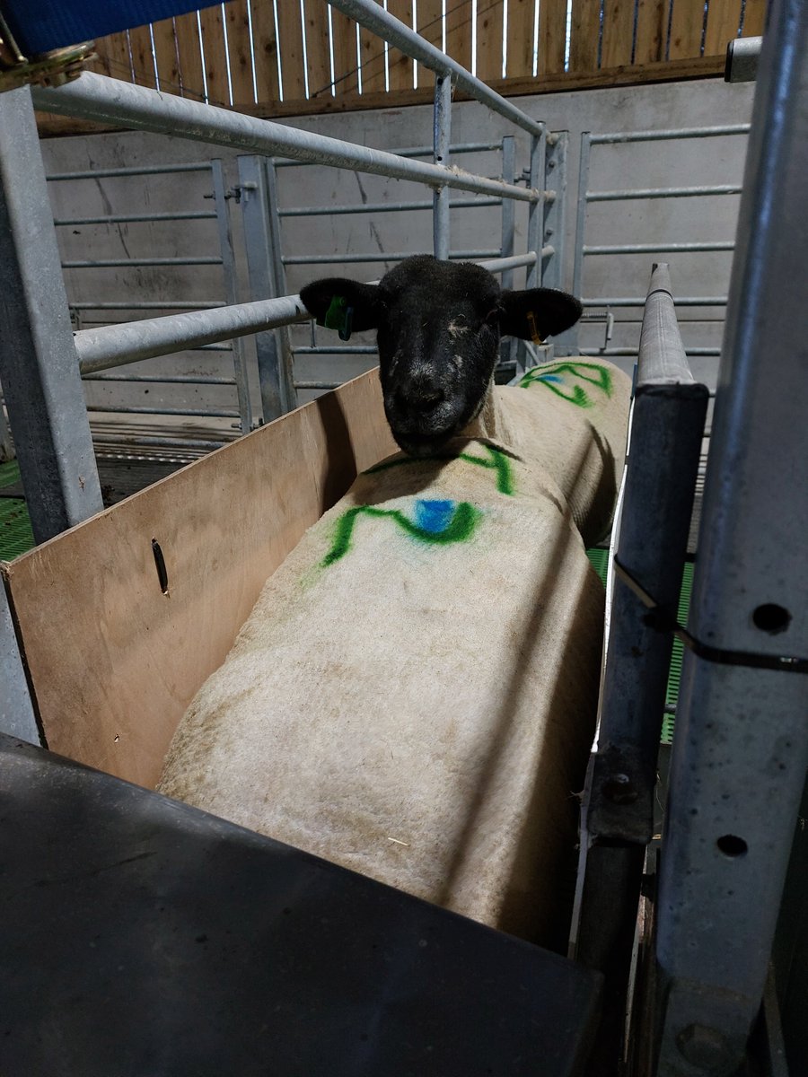 Jordana🌱🐮🐑☘ tweet media