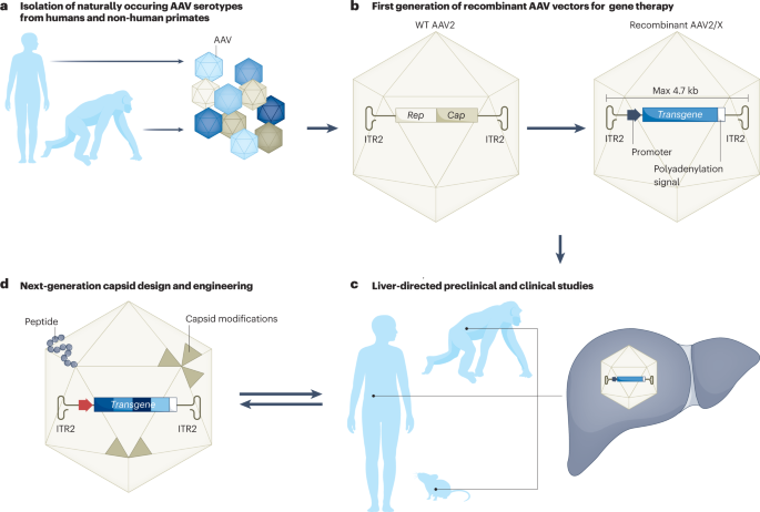 NatRevGastroHep's tweet photo. New content online: Gene therapy for liver diseases — progress and challenges https://t.co/tkcZByrC37 https://t.co/4GRbRCtL1a