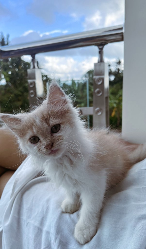 sadtruee tweet media