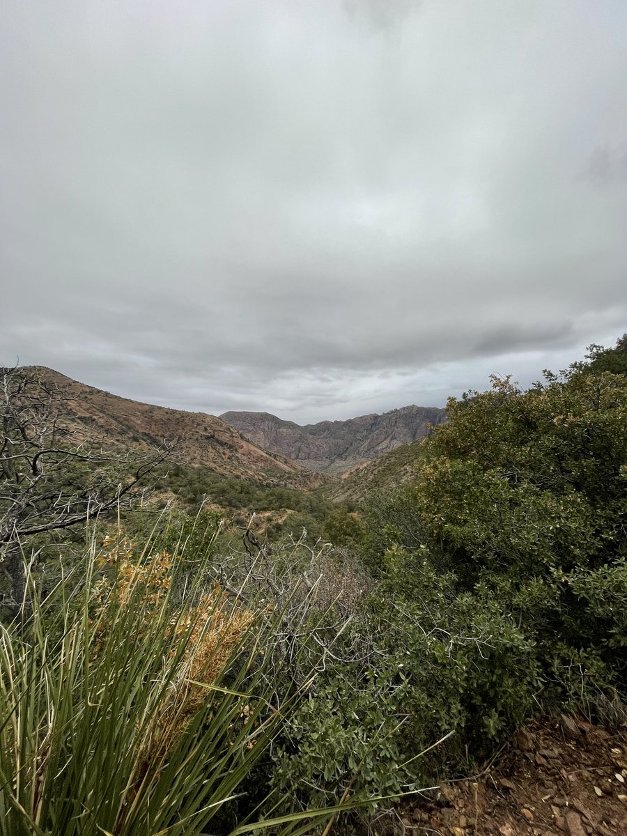 ZendyWalkWithMe's tweet photo. Some Big Bend pics from Dec. https://t.co/hYbDSnfKQ6
